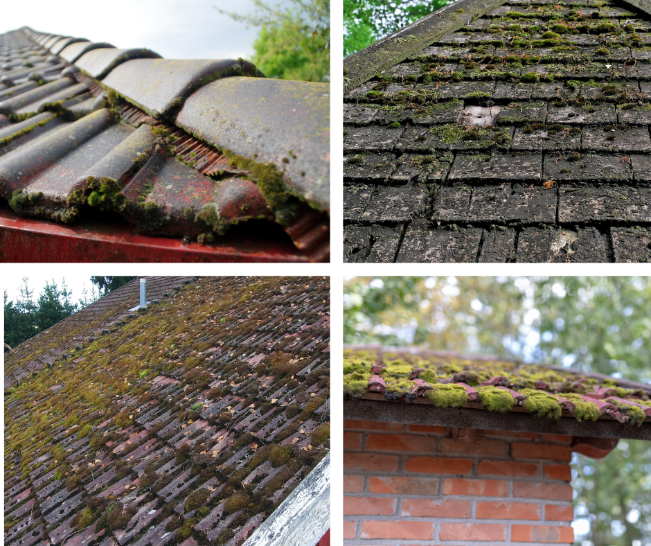 dw roofing services